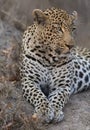 Portrait leopard lay down in at dusk to rest and relax