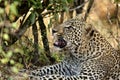 Portrait of Leopard , Masai Mara