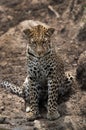 Portrait of a leopard, Masai Mara