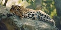 Portrait of a leopard in natural habitat Royalty Free Stock Photo