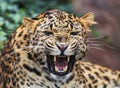 Portrait of leopard, panthera pardus japonensis Royalty Free Stock Photo