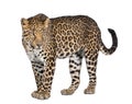 Portrait of leopard, Panthera pardus, standing