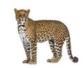 Portrait of leopard, Panthera pardus, standing, remasterized