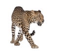 Portrait of leopard, Panthera pardus, walking Royalty Free Stock Photo