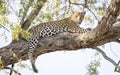 Leopard sitting in a tree in Botswana, Africa Royalty Free Stock Photo