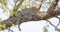 Leopard sitting in a tree in Botswana, Africa Royalty Free Stock Photo