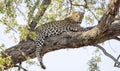 Leopard sitting in a tree in Botswana, Africa Royalty Free Stock Photo