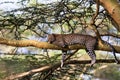 Portrait of a leopard resting on a tree. Nakuru, Africa