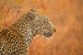 Portrait of a leopard in natural habitat, South Africa Royalty Free Stock Photo