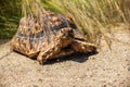 Portrait of leopard tortoise, Stigmochelys pardalis, Mature aduld Royalty Free Stock Photo