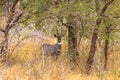 Portrait of lesser kudu in the thickets of Meru. Kenya, Africa Royalty Free Stock Photo