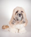 Portrait of lhasa apso dog