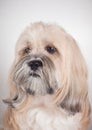 Portrait of lhasa apso dog