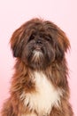 Portrait Lhasa Apso Royalty Free Stock Photo