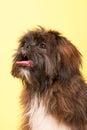 Portrait Lhasa apso Royalty Free Stock Photo