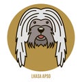 Portrait of Lhasa Apso