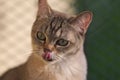 Portrait of lick lips Burmilla cat Royalty Free Stock Photo