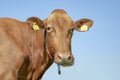 Portrait of light brown cow, caramel color, head long, chewing, background blue sky Royalty Free Stock Photo