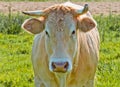 Portrait of a light brown cow in a Dutch meadow Royalty Free Stock Photo