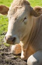 Portrait of a light brown cow lying in grass Royalty Free Stock Photo