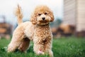 A portrait of a light brown little poodle puppy standing in the yard on the grass and looking at the camera