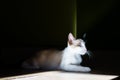 Portrait of Light brown and white cat on dark backgroun Royalty Free Stock Photo