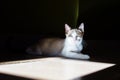 Portrait of Light brown and white cat on dark background Royalty Free Stock Photo