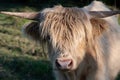 Portrait of a light colored Scottish Highland Cattle, with long shaggy hair and horns, looking at the camera