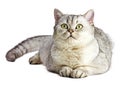 Portrait of Light Gray British Shorthair cat