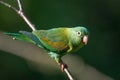 Portrait of light green parrot with brown head, Brown-hooded Parrot, Royalty Free Stock Photo