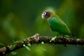 Portrait of light green parrot with brown head, Brown-hooded Parrot, Pionopsitta haematotis. Royalty Free Stock Photo