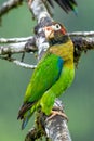 Portrait of light green parrot with brown head, Royalty Free Stock Photo