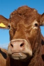 Portrait of a Limousin cow Royalty Free Stock Photo