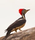 Portrait of a Lineated Woodpecker