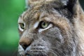 Portrait of linx Royalty Free Stock Photo