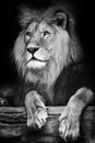 Portrait of a lion berber Royalty Free Stock Photo