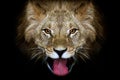 Portrait of a lion Royalty Free Stock Photo