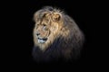 Portrait lion on the black. Detail face lion. High quality portrait lion. Portrait from animal Royalty Free Stock Photo