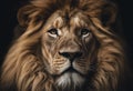 Portrait lion on the black. Detail face lion. Hight quality portrait lion black background Royalty Free Stock Photo