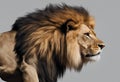 Portrait lion on the black. Detail face lion. Hight quality portrait lion black background Royalty Free Stock Photo