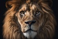 Portrait lion on the black. Detail face lion. Hight quality portrait lion black background Royalty Free Stock Photo