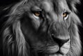 Portrait lion on the black. Detail face lion. Hight quality portrait lion black background Royalty Free Stock Photo