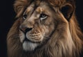 Portrait lion on the black. Detail face lion. Hight quality portrait lion black background Royalty Free Stock Photo