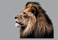 Portrait lion on the black. Detail face lion. Hight quality portrait lion black background Royalty Free Stock Photo