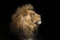 Portrait lion on the black. Detail face lion. Hight quality portrait lion. Portrait from animal Royalty Free Stock Photo