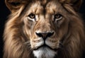 Portrait lion on the black. Detail face lion. Hight quality portrait lionblack background Royalty Free Stock Photo