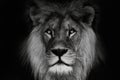 Portrait lion with black and white colour Royalty Free Stock Photo