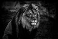 Lion in black and white