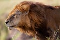 Portrait of Lion Clawed Royalty Free Stock Photo