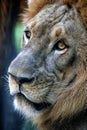 Portrait of a lion close-up. Bali a zoo